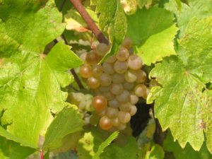 VENDANGES-2005-01