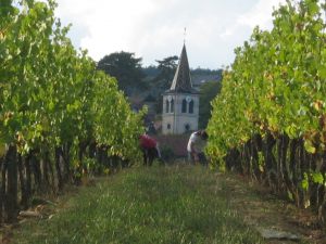 VENDANGES-2005-02
