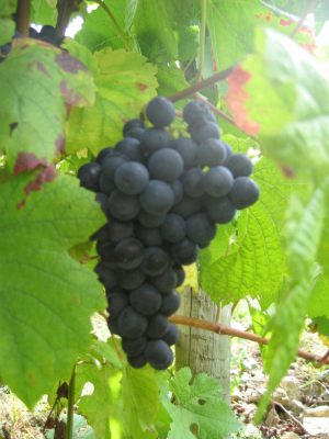 VENDANGES-2005-110