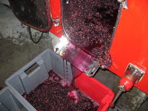 raisin-03